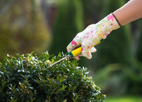 Professional tree lopping in a Beckenham residential garden